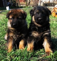 Щенки немецкой овчарки-самая надёжная охрана и всегда любящий друг. - <ro>Изображение</ro><ru>Изображение</ru> #3, <ru>Объявление</ru> #40485