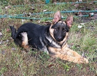 Щенки немецкой овчарки-самая надёжная охрана и всегда любящий друг. - <ro>Изображение</ro><ru>Изображение</ru> #4, <ru>Объявление</ru> #40485