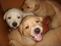 Продам щенков Лабрадора-ретривера - <ro>Изображение</ro><ru>Изображение</ru> #1, <ru>Объявление</ru> #76018