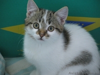 Отдам котенка!Девочку2,5мес.Приучена к горшку.Возможна доставка по Харькову - <ro>Изображение</ro><ru>Изображение</ru> #1, <ru>Объявление</ru> #86524