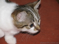 Отдам котенка!Девочку2,5мес.Приучена к горшку.Возможна доставка по Харькову - <ro>Изображение</ro><ru>Изображение</ru> #2, <ru>Объявление</ru> #86524