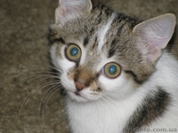 Отдам котенка!Девочку2,5мес.Приучена к горшку.Возможна доставка по Харькову - <ro>Изображение</ro><ru>Изображение</ru> #3, <ru>Объявление</ru> #86524