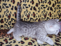 продаю шотландских котяточек - <ro>Изображение</ro><ru>Изображение</ru> #1, <ru>Объявление</ru> #81294