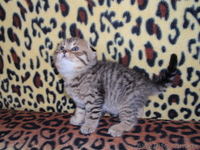 продаю шотландских котяточек - <ro>Изображение</ro><ru>Изображение</ru> #2, <ru>Объявление</ru> #81294