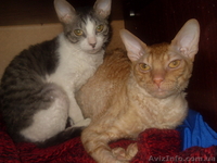  кот корниш рекс для вязок - <ro>Изображение</ro><ru>Изображение</ru> #4, <ru>Объявление</ru> #74692