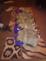 Щенки Мопсика !!! - <ro>Изображение</ro><ru>Изображение</ru> #4, <ru>Объявление</ru> #92442