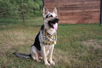 Элитные щенки Восточно-европейской овчарки - <ro>Изображение</ro><ru>Изображение</ru> #3, <ru>Объявление</ru> #95697