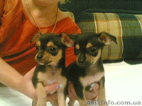 Продам щенков чихуа-хуа 2000гр. - <ro>Изображение</ro><ru>Изображение</ru> #1, <ru>Объявление</ru> #91858
