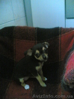Продам щенков чихуа-хуа 2000гр. - <ro>Изображение</ro><ru>Изображение</ru> #2, <ru>Объявление</ru> #91858