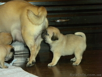 Щенки Мопсика !!! - <ro>Изображение</ro><ru>Изображение</ru> #5, <ru>Объявление</ru> #92442