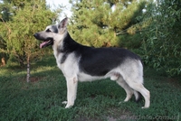 Элитные щенки Восточно-европейской овчарки - <ro>Изображение</ro><ru>Изображение</ru> #4, <ru>Объявление</ru> #95697