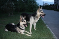 Элитные щенки Восточно-европейской овчарки - <ro>Изображение</ro><ru>Изображение</ru> #2, <ru>Объявление</ru> #95697