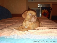 Продам щенка Бордовского дога - <ro>Изображение</ro><ru>Изображение</ru> #1, <ru>Объявление</ru> #87839