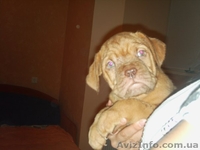 Продам щенка Бордовского дога - <ro>Изображение</ro><ru>Изображение</ru> #3, <ru>Объявление</ru> #87839