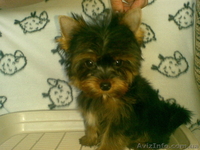 щенок к новому году - <ro>Изображение</ro><ru>Изображение</ru> #1, <ru>Объявление</ru> #118033