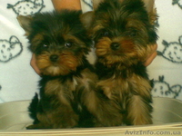 подарок к новому году - <ro>Изображение</ro><ru>Изображение</ru> #2, <ru>Объявление</ru> #115369