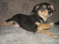 Отдам щенков в хорошие руки. - <ro>Изображение</ro><ru>Изображение</ru> #3, <ru>Объявление</ru> #117371