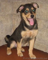 Отдам щенков в хорошие руки. - <ro>Изображение</ro><ru>Изображение</ru> #4, <ru>Объявление</ru> #117371