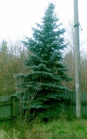 Продам две голубые ели. - <ro>Изображение</ro><ru>Изображение</ru> #2, <ru>Объявление</ru> #103156