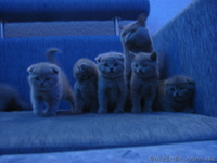 котята британцы, вислоухие шотландцы - <ro>Изображение</ro><ru>Изображение</ru> #2, <ru>Объявление</ru> #106443
