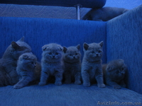 котята британцы, вислоухие шотландцы - <ro>Изображение</ro><ru>Изображение</ru> #3, <ru>Объявление</ru> #106443