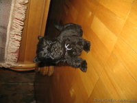 Щенки скотч терьера - <ro>Изображение</ro><ru>Изображение</ru> #1, <ru>Объявление</ru> #114146