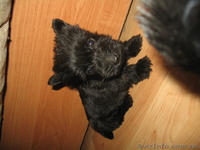 Щенки скотч терьера - <ro>Изображение</ro><ru>Изображение</ru> #3, <ru>Объявление</ru> #114146