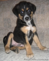 Отдам щенков в хорошие руки. - <ro>Изображение</ro><ru>Изображение</ru> #1, <ru>Объявление</ru> #117371