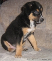 Отдам щенков в хорошие руки. - <ro>Изображение</ro><ru>Изображение</ru> #2, <ru>Объявление</ru> #117371