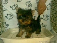 продажа щенков йоркширскоготериера - <ro>Изображение</ro><ru>Изображение</ru> #1, <ru>Объявление</ru> #120003