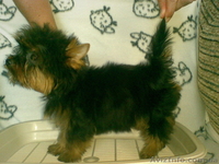 продажа щенков йоркширскоготериера - <ro>Изображение</ro><ru>Изображение</ru> #2, <ru>Объявление</ru> #120003