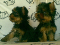 продам щенков йорка - <ro>Изображение</ro><ru>Изображение</ru> #5, <ru>Объявление</ru> #124595