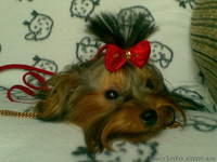 новогодние подари - <ro>Изображение</ro><ru>Изображение</ru> #4, <ru>Объявление</ru> #132767