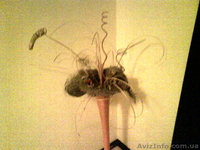 Продам 3к.кв Салтовка - <ro>Изображение</ro><ru>Изображение</ru> #3, <ru>Объявление</ru> #134533