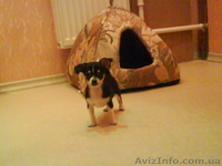 Красивый мальчик чихуахуа - <ro>Изображение</ro><ru>Изображение</ru> #1, <ru>Объявление</ru> #125657