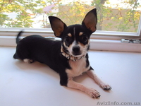 Красивый мальчик чихуахуа - <ro>Изображение</ro><ru>Изображение</ru> #2, <ru>Объявление</ru> #125657