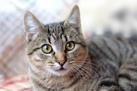 Даром! Тиргик, супер котик - <ro>Изображение</ro><ru>Изображение</ru> #1, <ru>Объявление</ru> #155041