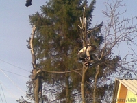 Спил деревьев в Харькове - <ro>Изображение</ro><ru>Изображение</ru> #1, <ru>Объявление</ru> #150486