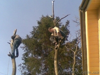 Спил деревьев,веток - <ro>Изображение</ro><ru>Изображение</ru> #1, <ru>Объявление</ru> #150483