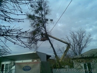 Спил деревьев в Харькове - <ro>Изображение</ro><ru>Изображение</ru> #3, <ru>Объявление</ru> #150486