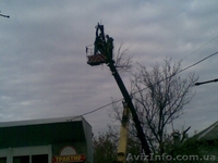 Спил деревьев,веток - <ro>Изображение</ro><ru>Изображение</ru> #2, <ru>Объявление</ru> #150483