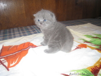 продам котят шотланцы и британцы - <ro>Изображение</ro><ru>Изображение</ru> #1, <ru>Объявление</ru> #142325