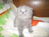 продам котят шотланцы и британцы - <ro>Изображение</ro><ru>Изображение</ru> #2, <ru>Объявление</ru> #142325
