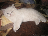 продам котят шотланцы и британцы - <ro>Изображение</ro><ru>Изображение</ru> #3, <ru>Объявление</ru> #142325