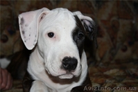 Продается очаровательный щенок стаффорда, недорого - <ro>Изображение</ro><ru>Изображение</ru> #1, <ru>Объявление</ru> #137830