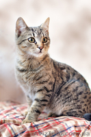 Даром! Тиргик, супер котик - <ro>Изображение</ro><ru>Изображение</ru> #2, <ru>Объявление</ru> #155041