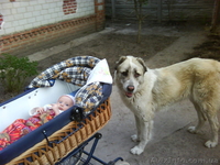 продажа щенков алабая(среднеазиатская овчарка) - <ro>Изображение</ro><ru>Изображение</ru> #1, <ru>Объявление</ru> #144030