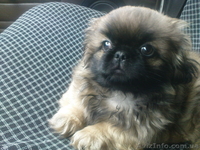 щенки пекинеса продажа - <ro>Изображение</ro><ru>Изображение</ru> #2, <ru>Объявление</ru> #139272