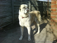 продажа щенков алабая(среднеазиатская овчарка) - <ro>Изображение</ro><ru>Изображение</ru> #2, <ru>Объявление</ru> #144030