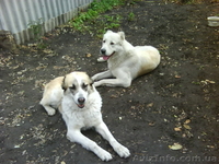 продажа щенков алабая(среднеазиатская овчарка) - <ro>Изображение</ro><ru>Изображение</ru> #3, <ru>Объявление</ru> #144030